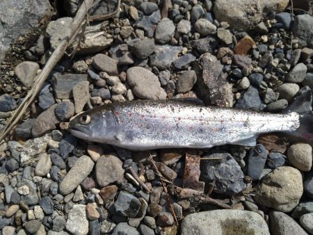 アマゴの味が忘れられず